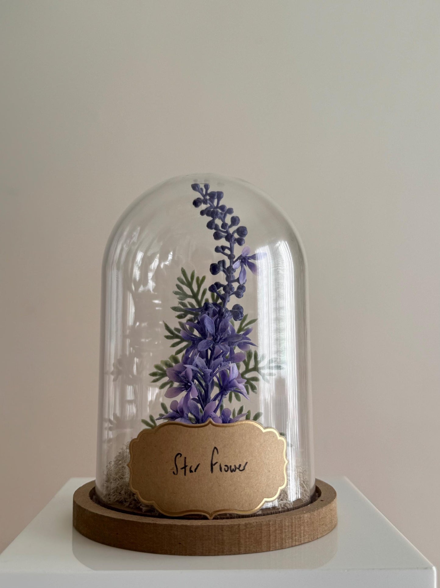 Star Flower Cloche-Terrarium