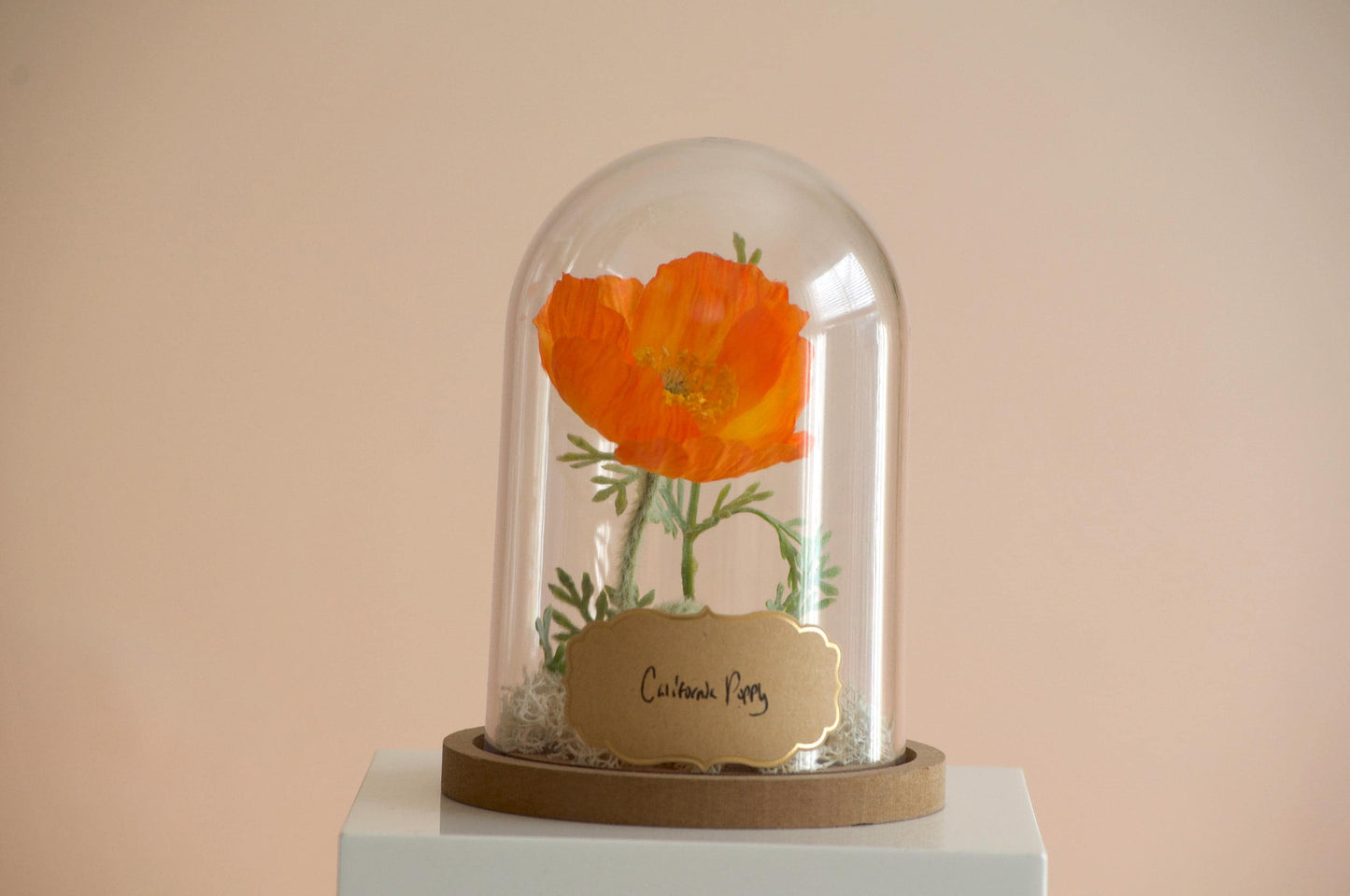 California Poppy Flower Cloche-Terrarium