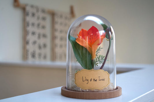 Lily of the Incas "Alstroemeria" Cloche