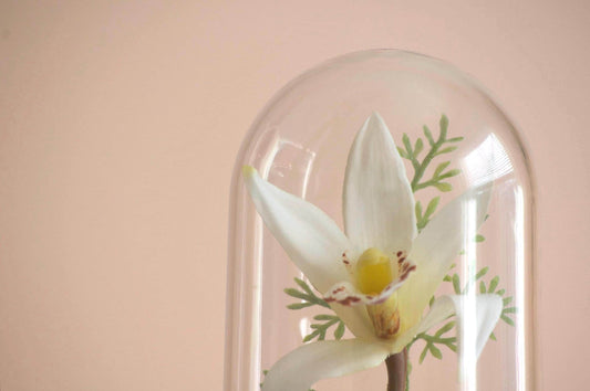 Cymbidium Orchid Flower Cloche