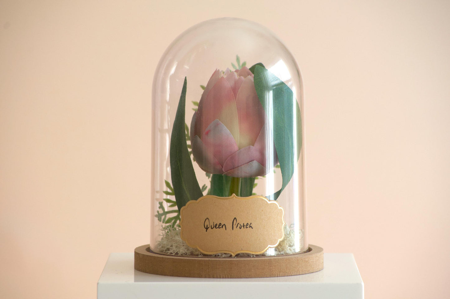 Queen Protea Flower Cloche-Terrarium