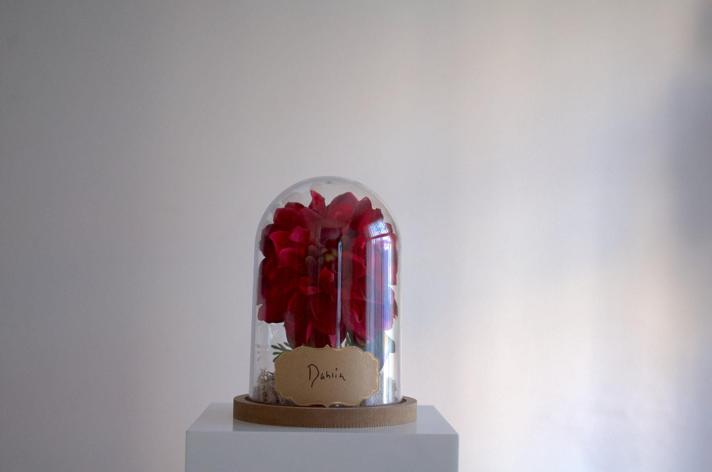 Dahlia silk flower arrangement inside of a flower cloche