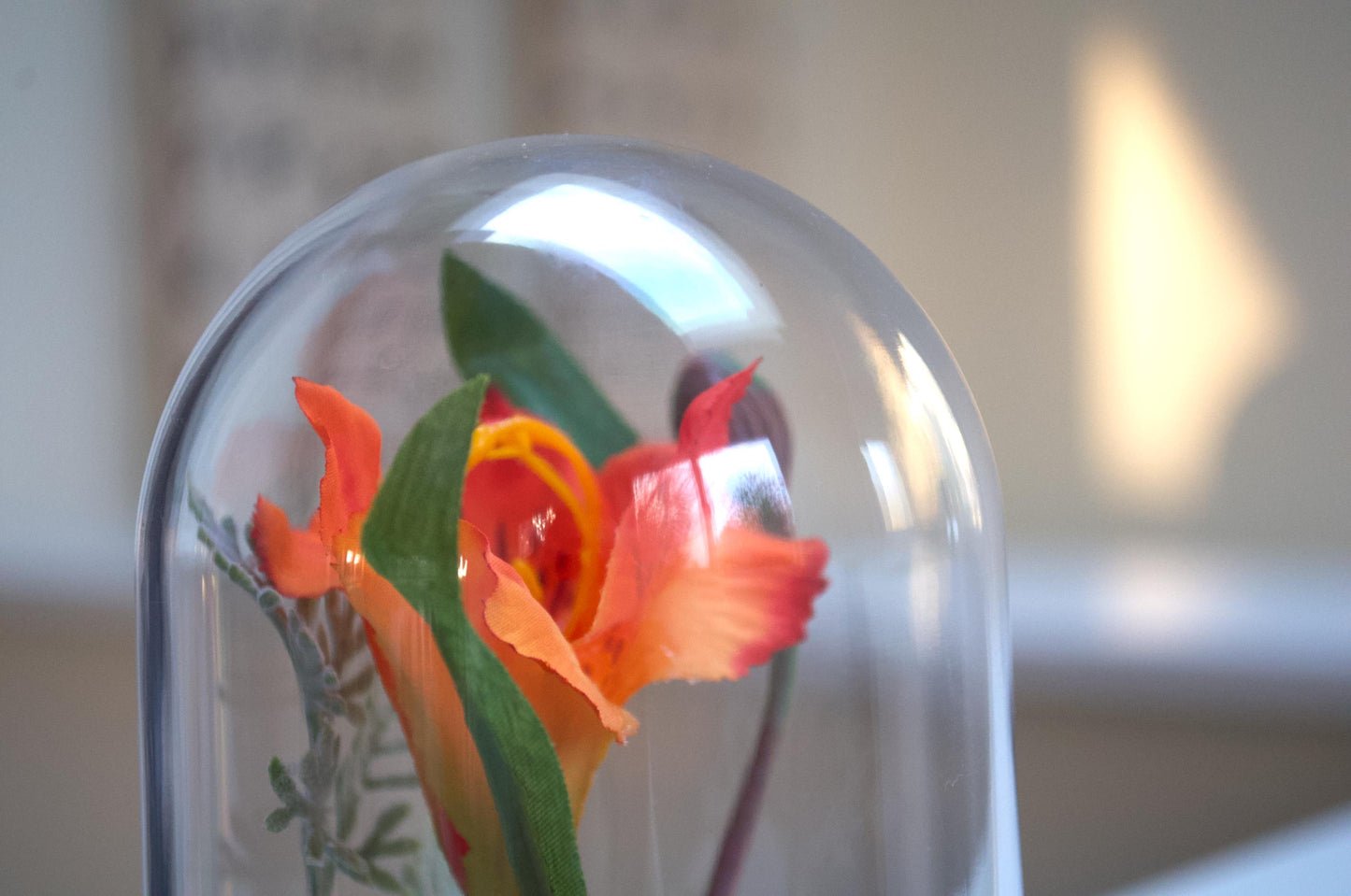 Lily of the Incas "Alstroemeria" Cloche