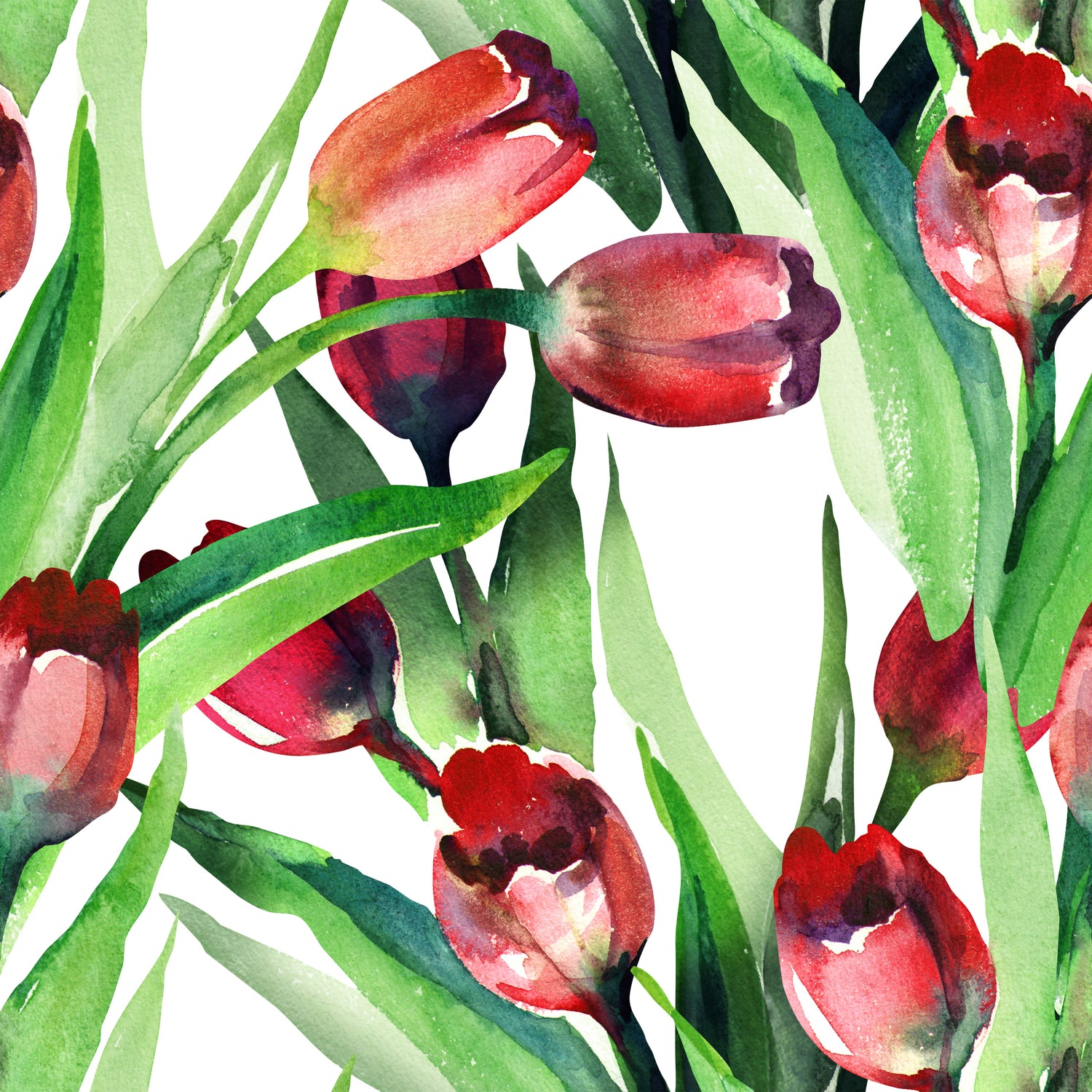 watercolor illustration featuring red tulip flowers