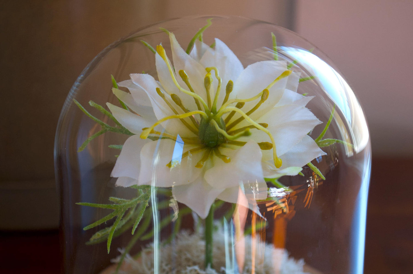 Nigella Flower Cloche (Medium Size)
