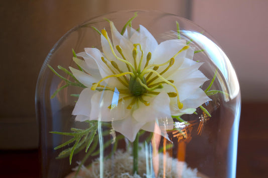 Nigella Flower Cloche (Medium Size)
