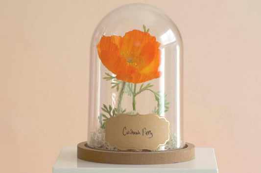 California Poppy Flower Cloche-Terrarium