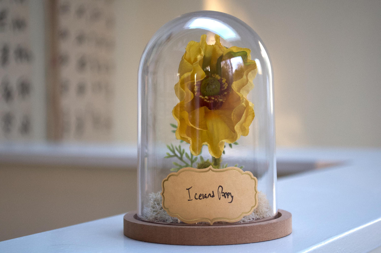 Iceland Poppy Flower Cloche