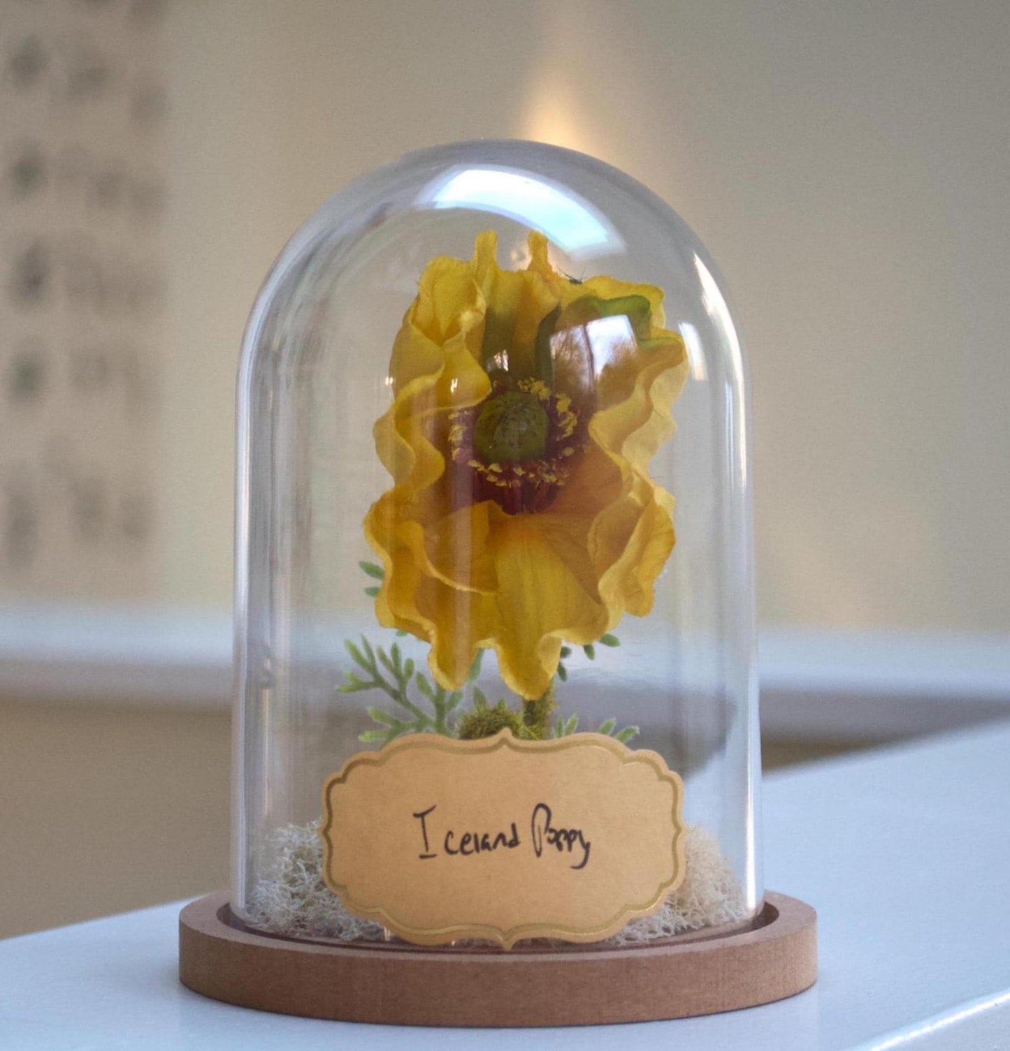Iceland Poppy Flower Cloche