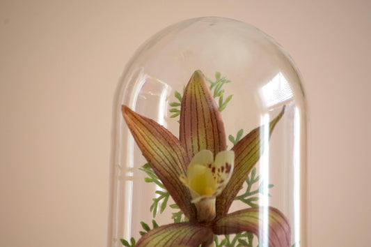 Cymbidium Orchid Flower Cloche