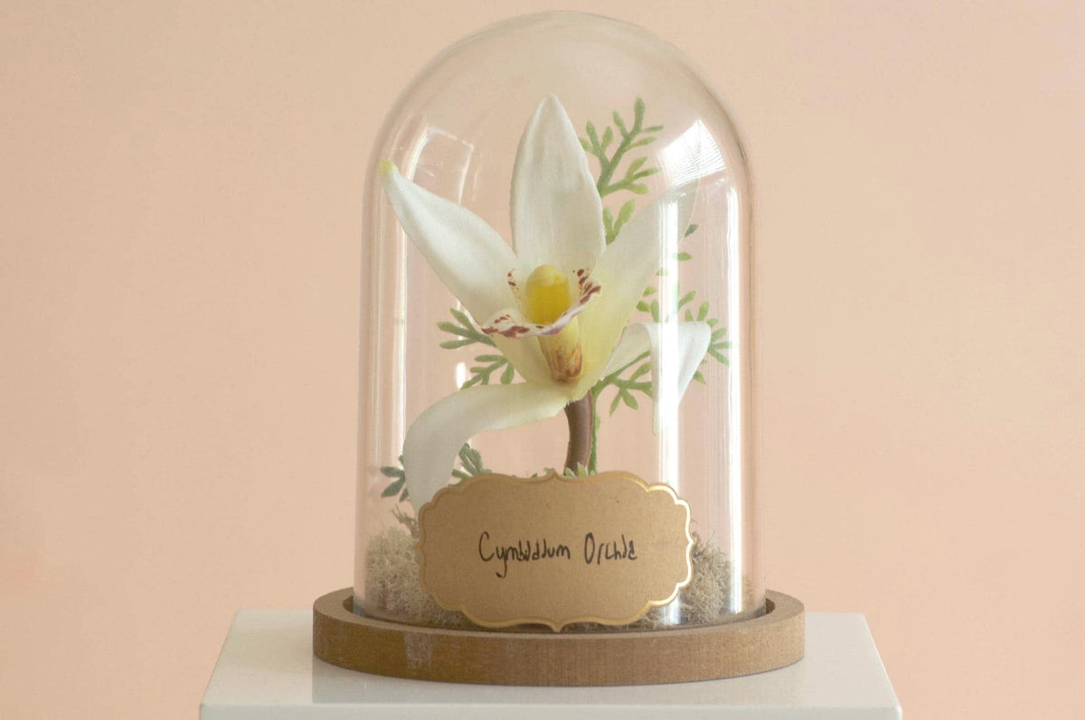 Cymbidium Orchid Flower Cloche