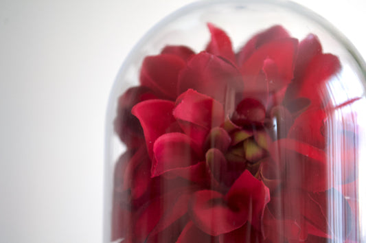 Dahlia Flower Cloche-Terrarium