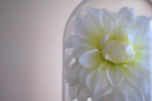 Dahlia Flower Cloche-Terrarium