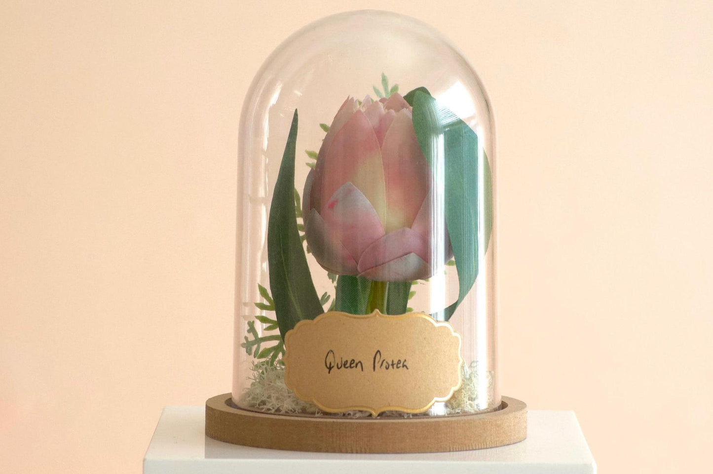 Queen Protea Flower Cloche