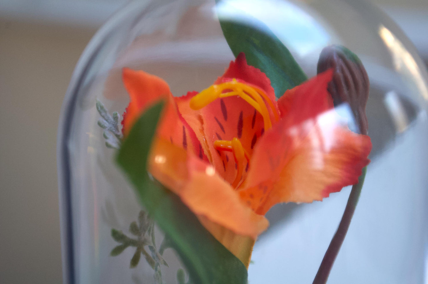 Lily of the Incas "Alstroemeria" Cloche