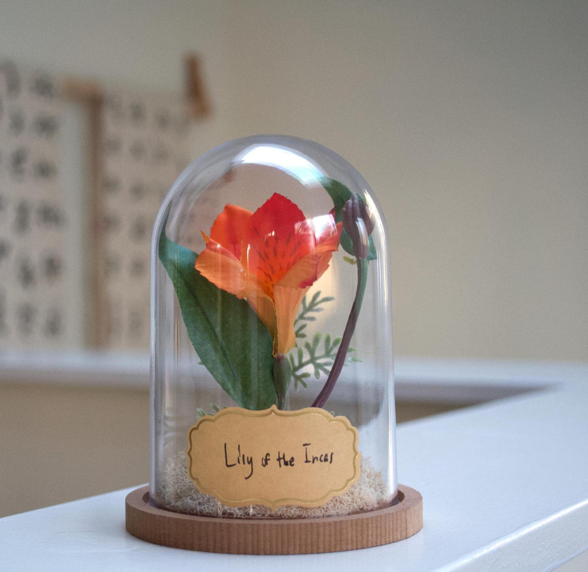 Lily of the Incas "Alstroemeria" Cloche
