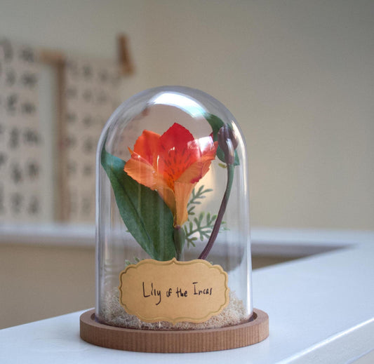 Lily of the Incas "Alstroemeria" Cloche