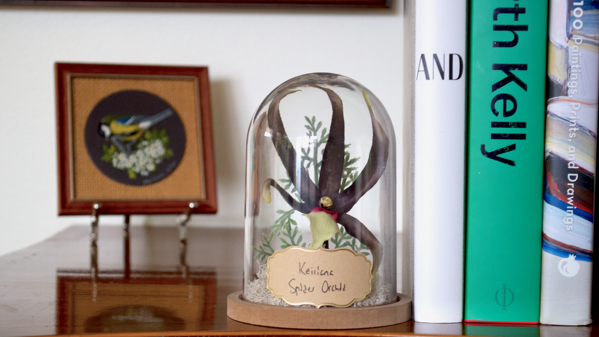 Brassia Keiliana “Spider Orchid” Flower Cloche